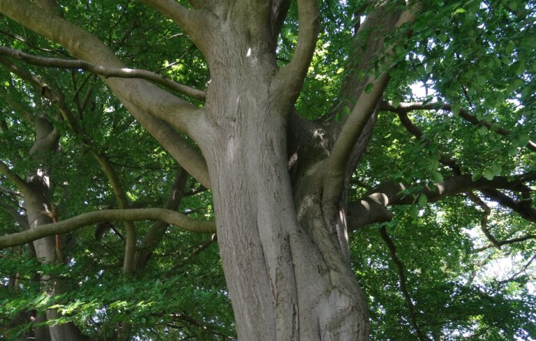 Thema: Naturschutz