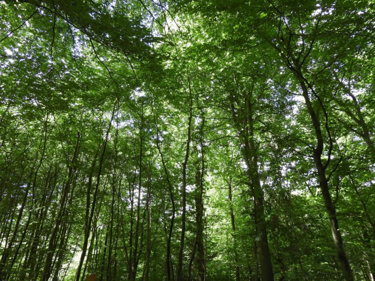 Impressionen vom Ausflug in die Erdmann-Wälder